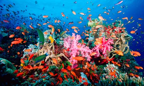 Coral-reef-near-Fiji-007